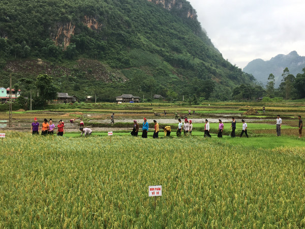 Ứng phó với BĐKH từ mô hình thâm canh lúa tại bản Bó, xã Muổi Nọi, Thuận Châu, Sơn La