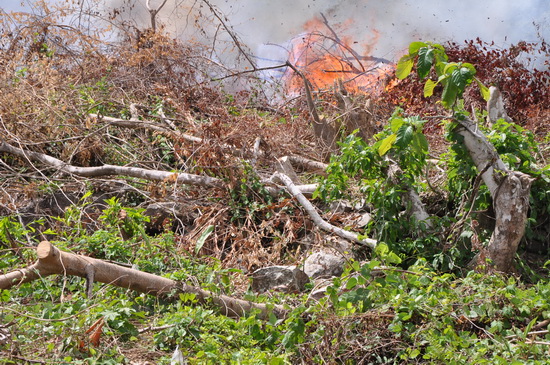 Điện Biên: Tiên phong trong hoạt động bảo vệ rừng - ứng phó BĐKH 