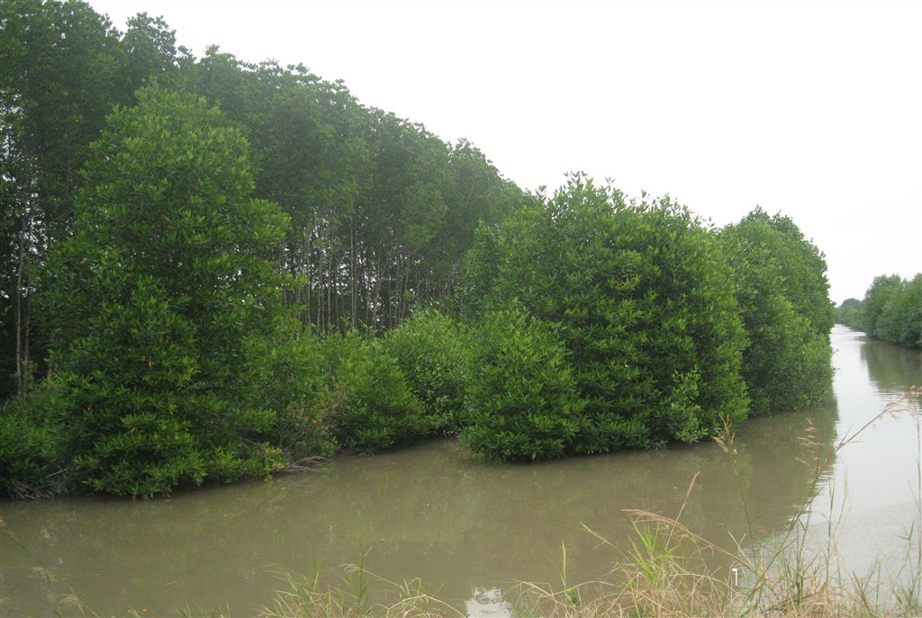 Trà Vinh: Phát triển bền vững rừng phòng hộ, ứng phó với biến đổi khí hậu