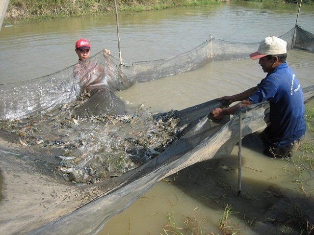 BĐKH ảnh hưởng xấu đến nuôi trồng thủy sản