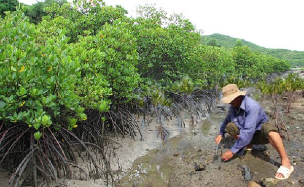 GCF tài trợ dự án Tăng cường khả năng chống chịu biến đổi khí hậu vùng ven biển Quảng Ngãi