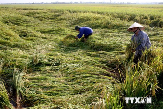 Tham gia Liên minh Nông nghiệp toàn cầu ứng phó biến đổi khí hậu – cơ hội mới cho Việt Nam 
