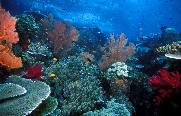 Hệ sinh thái dưới đáy đại dương bị suy giảm do biến đổi khí hậu